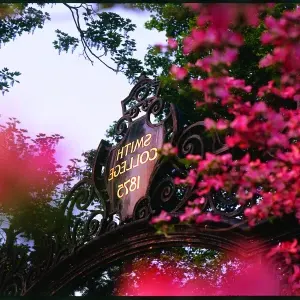 格里考特·盖茨带着粉红色的花.